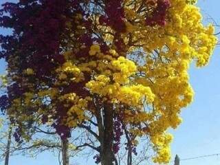 Espetáculo da natureza: emaranhado de ipê de amarelo com a primavera. 