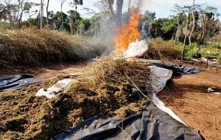 Maconha é queimada em operação na fronteira com MS (Foto: ABC Color)