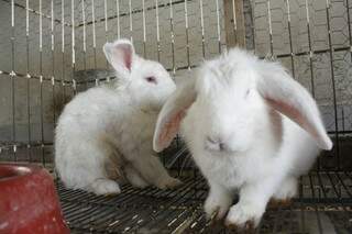 Na gaiola, coelhos á venda em loja de ração. (Marcos Ermínio)