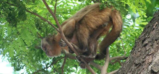  Macaco invade &aacute;rea urbana e faz perip&eacute;cias em Dourados