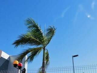 Palmeira na Avenida Mato Grosso mostra a força do vento hoje cedo. (Foto: Henrique Kawaminami)