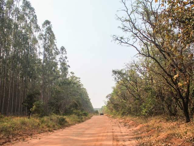 Entre eucaliptos, formigueiro surgiu onde nascente do Guariroba secou