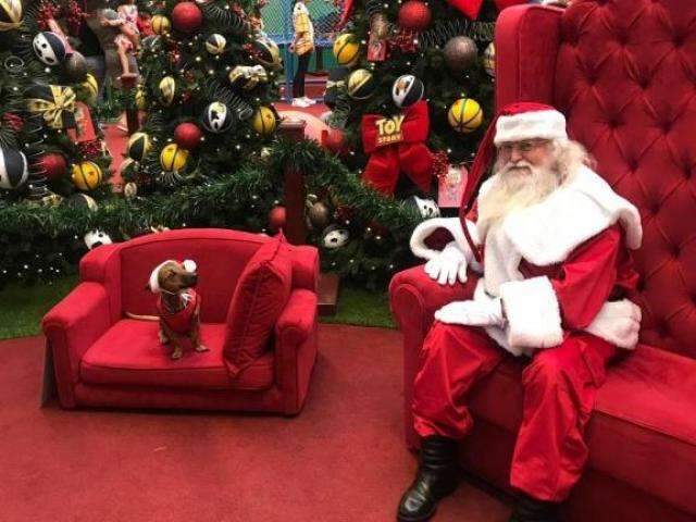 De tanta fofura, foto com os pets &eacute; melhor que presente na &aacute;rvore de Natal