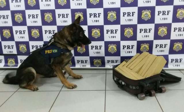 C&atilde;o farejador encontra droga que seria levada para Minas Gerais 
