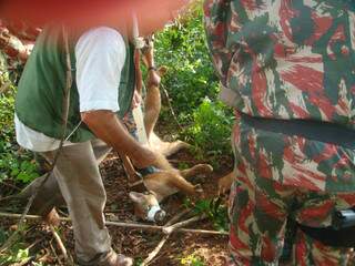 A PMA comunicou o Cras, que enviou técnicos de Campo Grande para Jardim. Um veterinário preparou os sedativos e os dardos foram atirados em uma arma especial.(Foto: PMA)