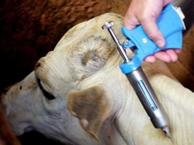 Pecuaristas de MS ter&atilde;o mais 15 dias para vacinar gado contra aftosa
