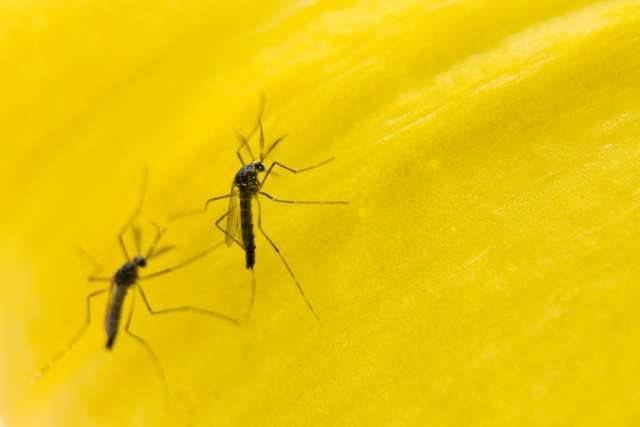Menina de 7 anos morre em Campo Grande com suspeita de dengue 