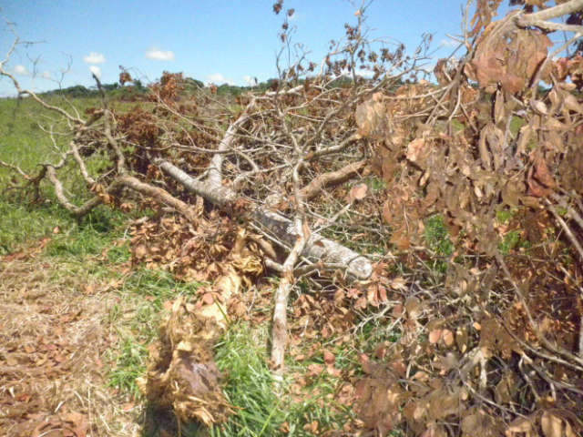  Fazendeiro recebe multa de R$ 39 mil por desmatamento ilegal