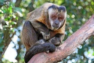 Macaco, que vive ema área particular, no prologamento na Victor Meireles, no Jardim Itamaracá (Foto: Marcos Ermínio)