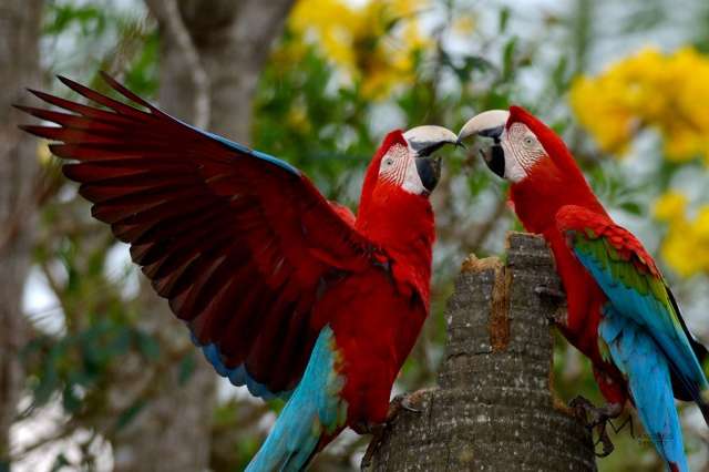 Buraco das Araras é aventura e contemplação entre Jardim e Bonito