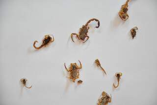 Alguns dos escorpiões encontrados por Aberlito no Santo Antônio. (Foto: João Garrigó)