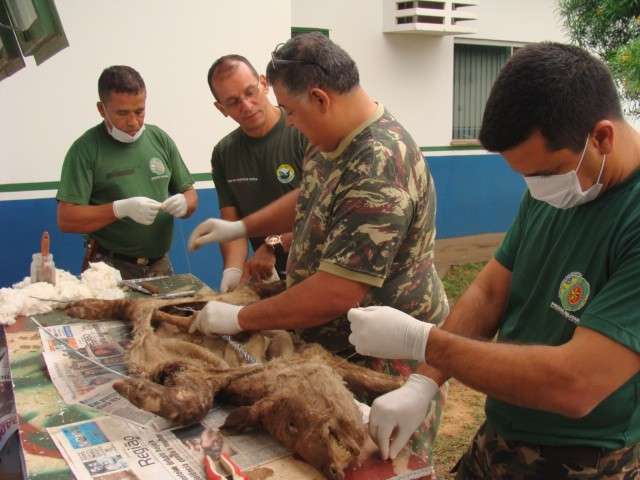 Pol&iacute;cia Ambiental confecciona 100 animais silvestres em curso de taxidermia