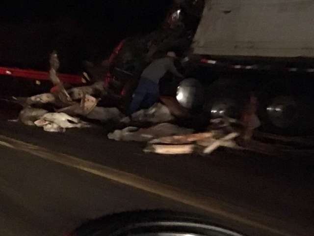 Al&eacute;m de motorista, acidente com caminh&otilde;es em BR matou 28 bezerros