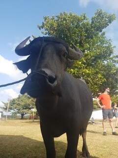 Em Soure há mais búfalos do que habitantes (Foto: arquivo pessoal)