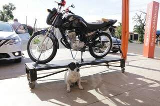 O mascote em frente a loja protendo motocicleta que foi sorteada a clientes. (Foto: Kísie Ainoã)
