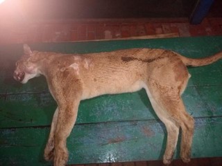 Animal adulto foi encontrado próximo da BR-163, entre Coxim e Sonora (Foto/Divulgação: PMA)
