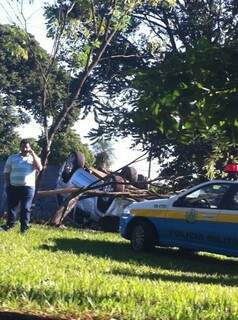 Carro capotou e derrubou árvore no canteiro da avenida Euler de Azevedo (Foto: Tiago Augusto Teixeira de Mello)
