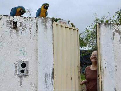 Idosa registra, em v&iacute;deo, brincadeira entre arara-canind&eacute; e seus cachorros 