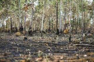 Cerrado já perdeu 46% da cobertura nativa por causa do desmatamento (Foto: Marcelo Camargo/Agência Brasil)