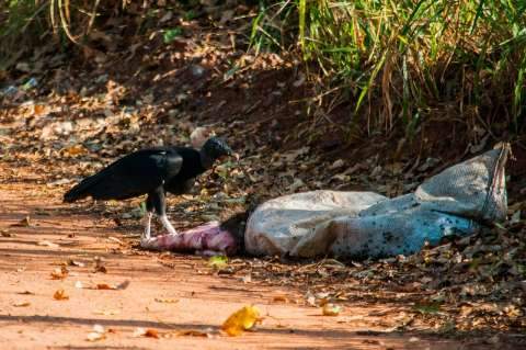Capivaras são caçadas e mortas em área de preservação ambiental