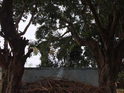 Árvore gigante deixa moradores em pânico quando a chuva traz ventania