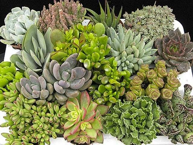 Plantas e flores deixam a casa dos solteiros com cara de lar; Veja como cuidar