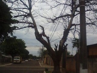 Árvore deteriorada na rua Antônio Siuf bairro Guanandi (Foto: Direto das ruas)