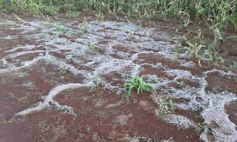 Temperaturas prejudicam plantação de milho e queda já chega a 33%