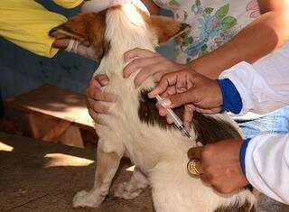 Campanha de vacinação, que ocorre geralmente em setembro, foi antecipada devido a surto. (Foto: Anderson Gallo/Diário Corumbaense)