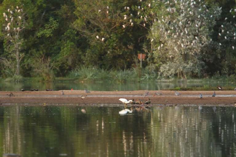 Aves se alimentam no entorno das águas "assoreadas" do Lago do Amor.