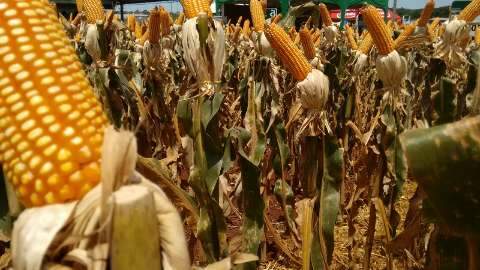 Importar milho é alternativa para reduzir custos e salvar produção