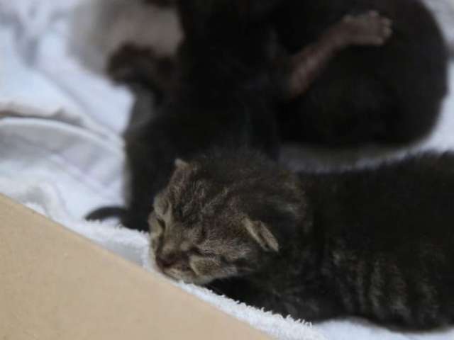 Bombeiros resgatam ninhada de gatos que ficou presa entre paredes de casa