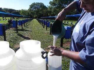 Produtora de leite durante manejo em propriedade rural do estado. Categoria está apreensiva. (Foto: Divulgação/ Conseleite)