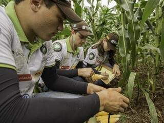 Técnicos do Rally da Safra avaliam lavoura de milho em Dourados (Foto: Giovane Rocha)