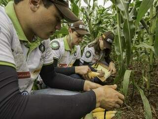 Técnicos do Rally da Safra avaliam lavoura de milho em Dourados (Foto: Giovane Rocha)