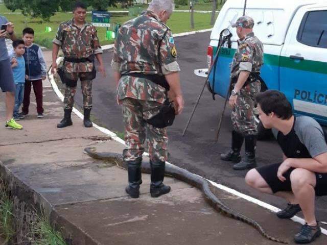 Sucuri &eacute; encontrada morta boiando no lago do Parque das Na&ccedil;&otilde;es Ind&iacute;genas