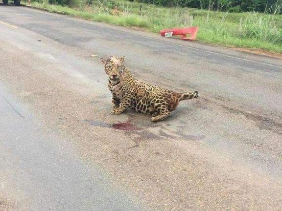 ERRAMOS: On&ccedil;a foi atropelada em rodovia do Mato Grosso