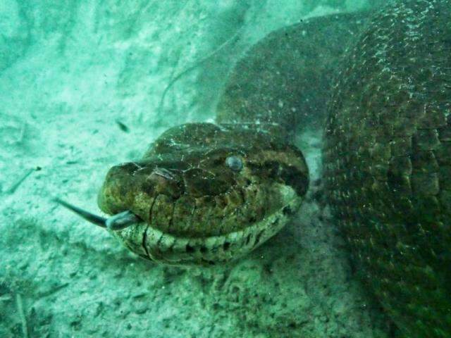 Fot&oacute;grafo encara sucuri para mostrar que animal n&atilde;o &eacute; perigoso