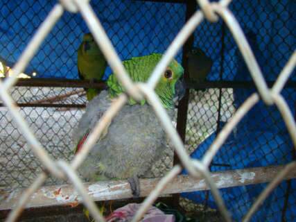  Criados em cativeiro, três papagaios são apreendidos em Corumbá