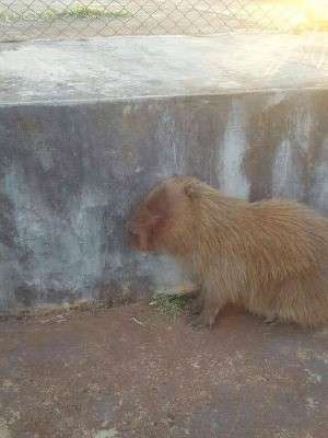 Internauta encontra capivara ferida em parque e animal &eacute; levado para o Cras