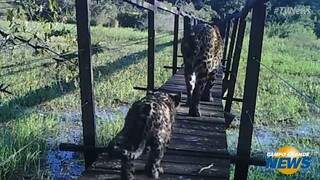 On&ccedil;a-pintada &eacute; flagrada passeando com filhote por trilha em fazenda; veja v&iacute;deo