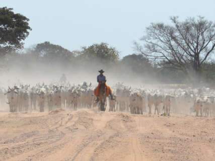 No lombo do cavalo, pantaneiro percorrerá 40 fazendas em aventura solitária  - Comportamento - Campo Grande News