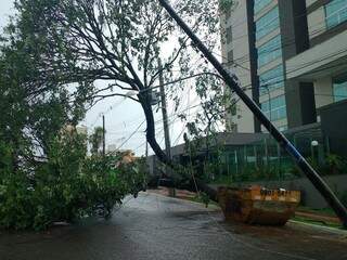 Poste de energia elétrica ficou pendurado após queda de árvore de grande porte na Rua Arthur Jorge (Foto: André Bittar) 