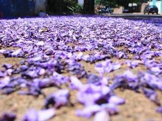 Flores do Tarumã ao chão. (Foto: Marina Pacheco)