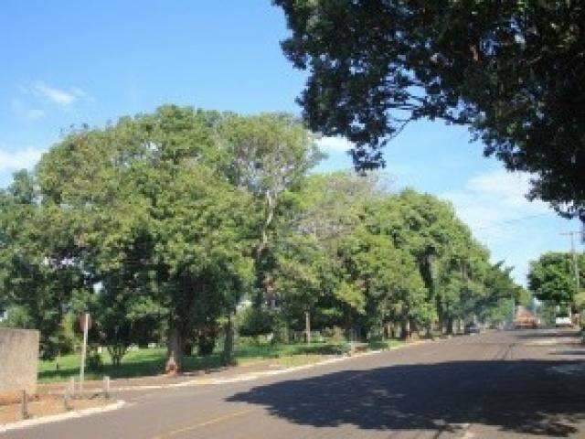 Galhos de &aacute;rvore causaram apag&atilde;o em cinco bairros de Campo Grande