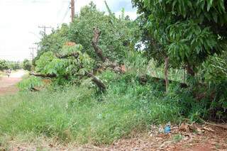 Abelhas estavam alojadas em tronco de árvore que havia sido derrubada. (Foto: Pedro Peralta)