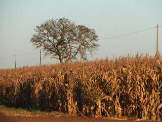 Lavoura de milho em Mato Grosso do Sul (Foto: Marcos Ermínio)