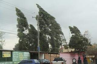 Apesar dos fortes ventos, bombeiros não registram queda de árvore na Capital. (Fotos:Cleber Gellio)