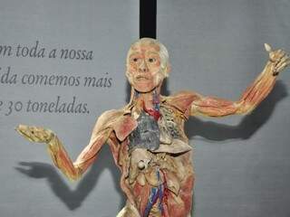  possível ver os músculos, os órgãos, as veias, os nervos, como em uma aula de Medicina. (Fotos: João Garrigó)