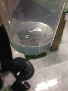 A moradora tem encontrado escorpiões há duas semanas.(Foto: Direto das ruas)
